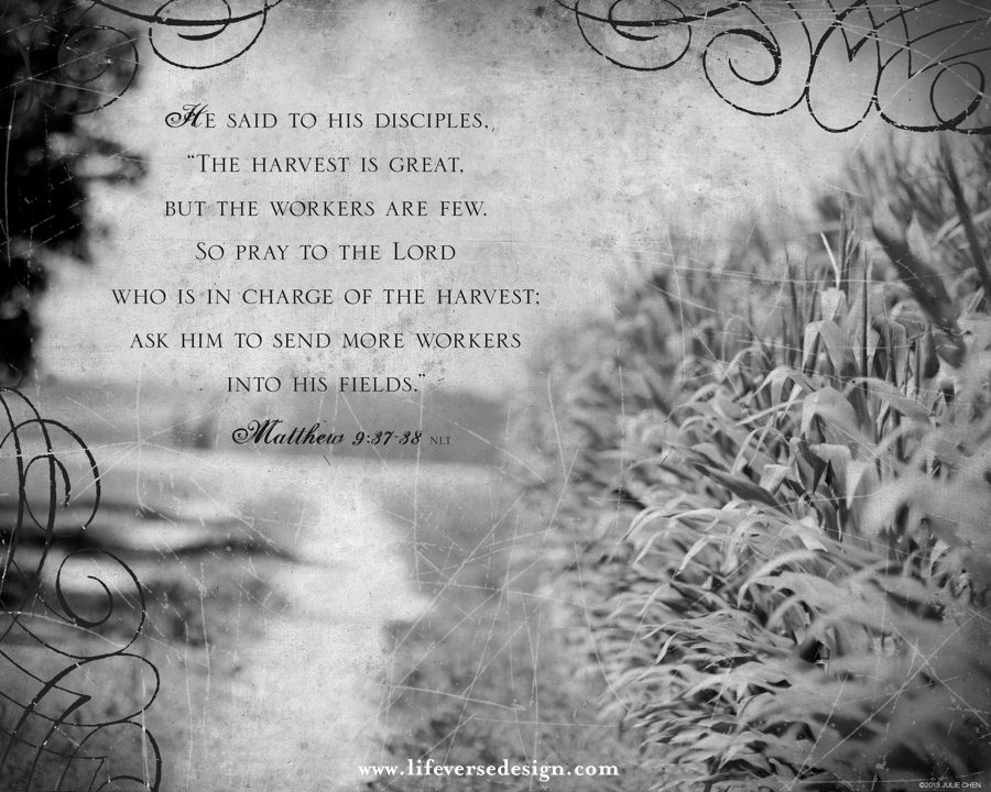 Matthew 9 — THE HARVEST - Image 2