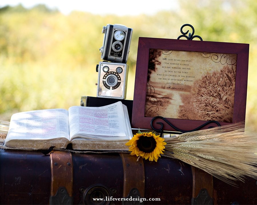 Matthew 9 — THE HARVEST - Image 3